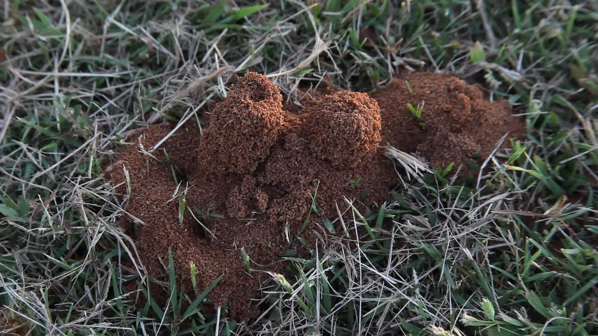 火蚂蚁巢视频的预览图