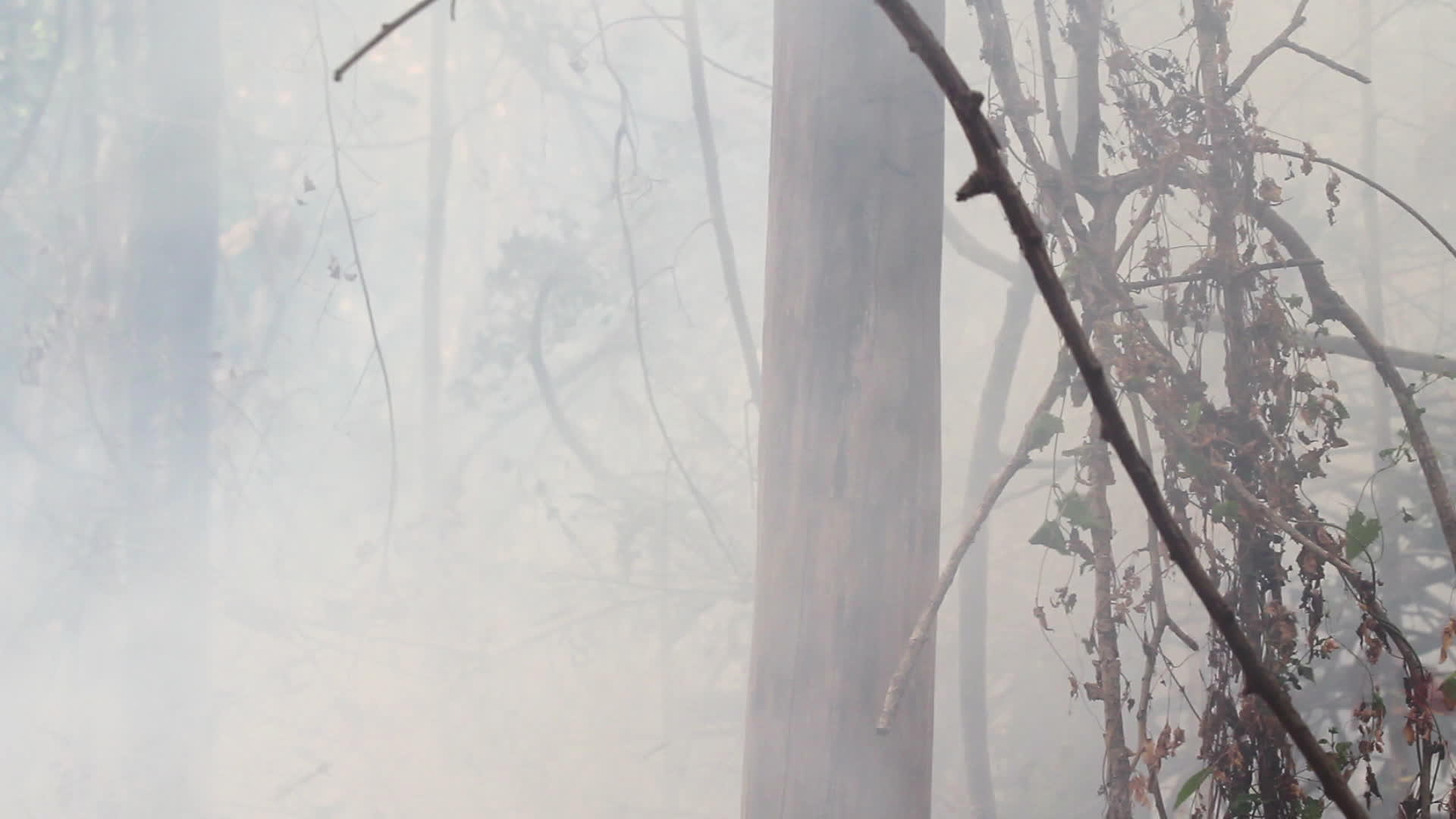 亚马逊雨林火灾正在燃烧视频的预览图