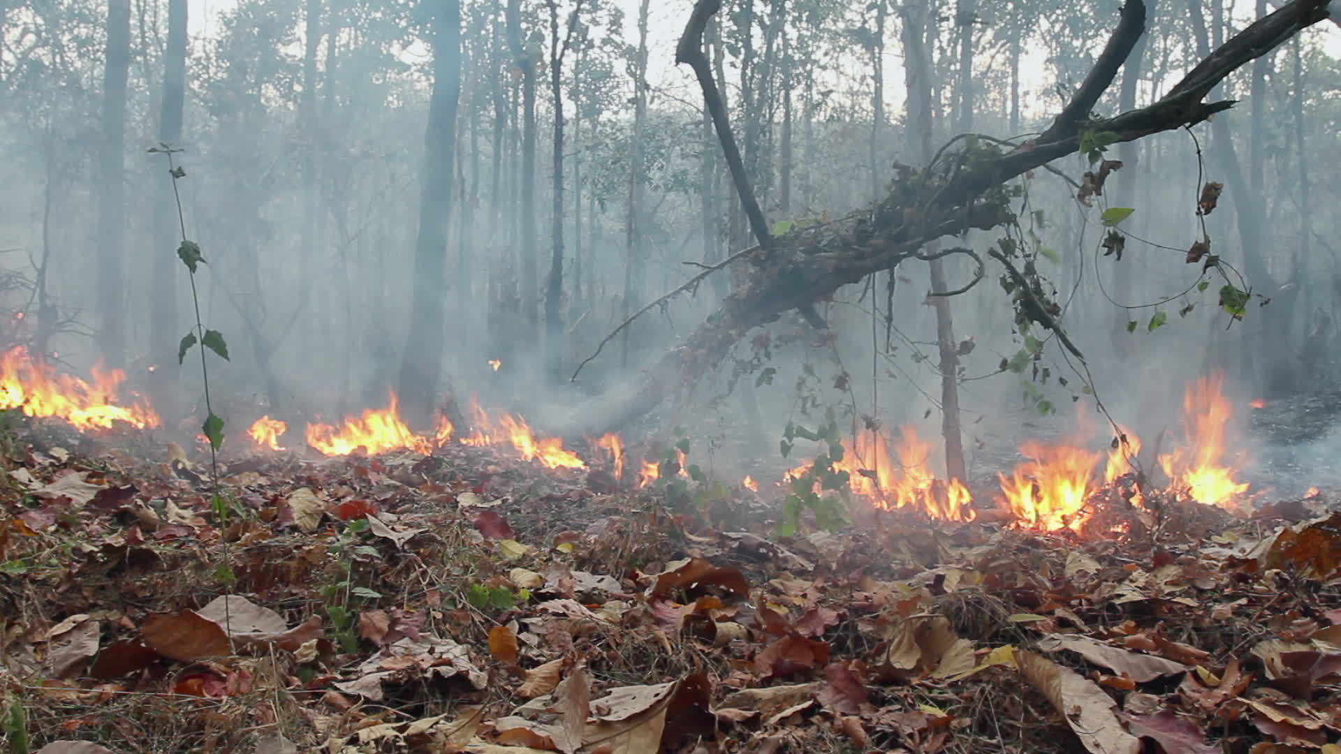 亚马逊雨林火灾正在燃烧视频的预览图