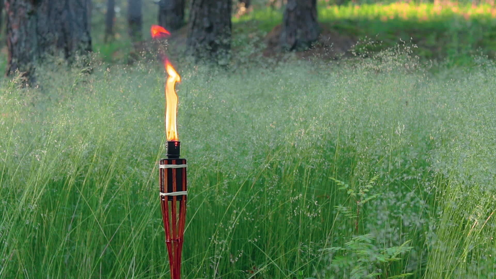 竹火炬燃料在森林中燃烧视频的预览图
