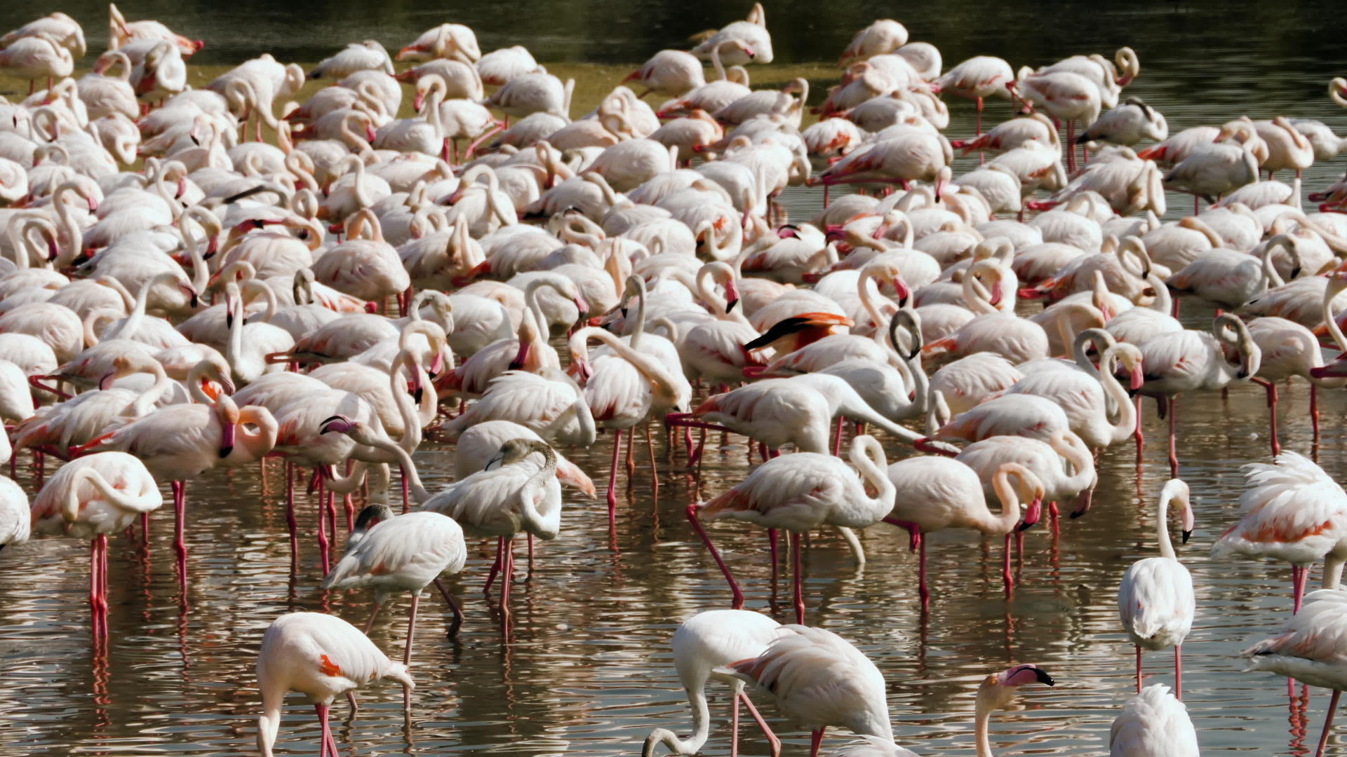 湖上的粉红火烈鸟视频的预览图