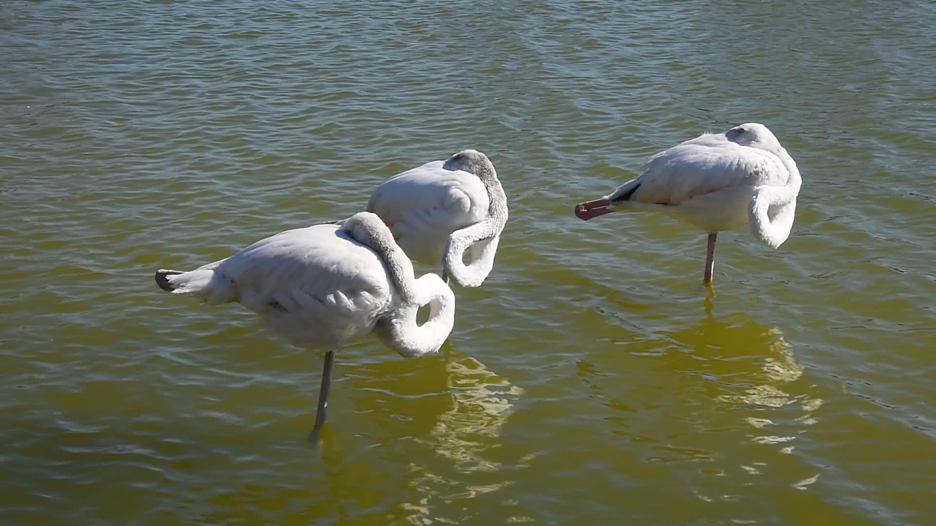 三只白火烈鸟站在沸水中视频的预览图