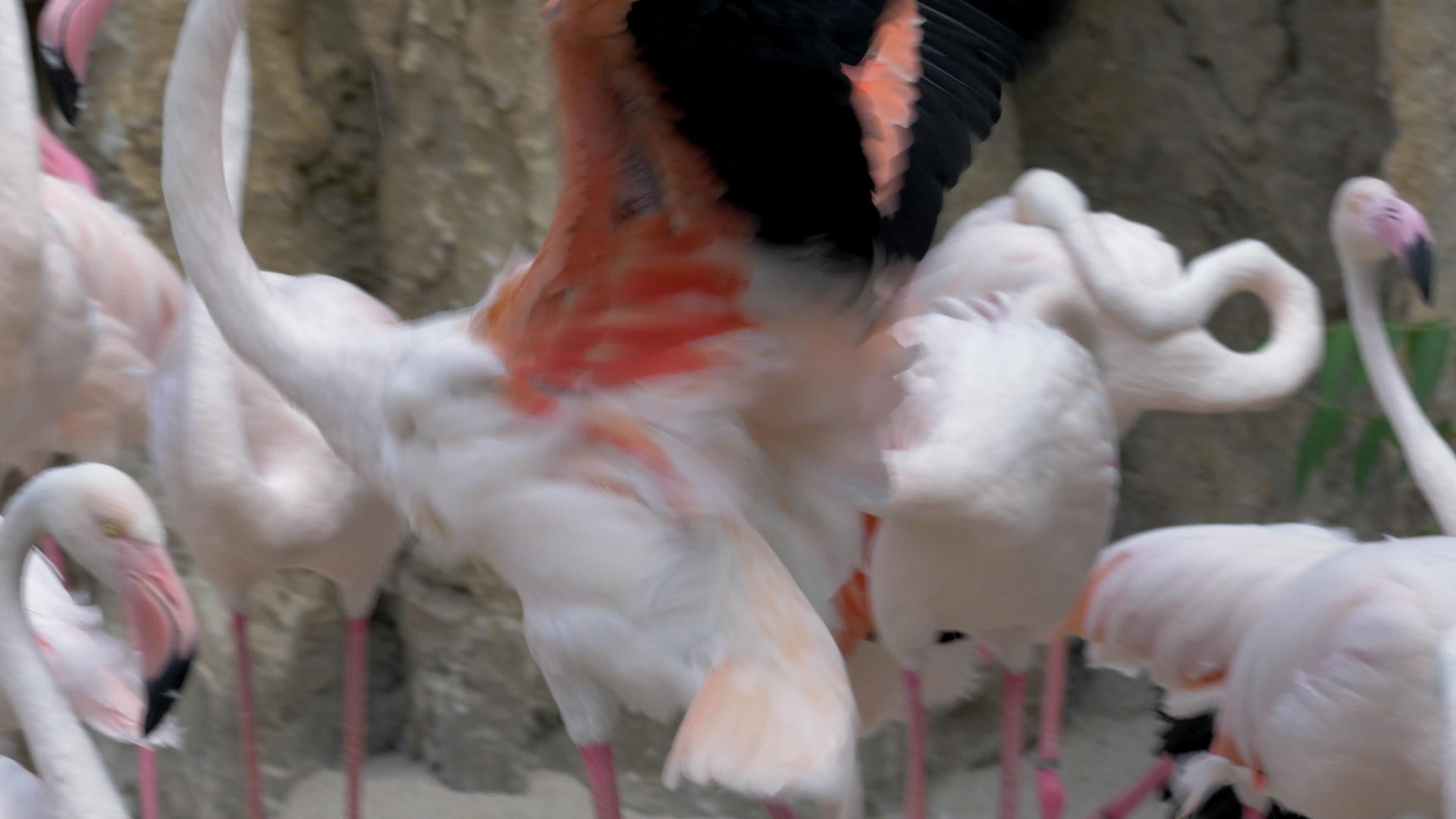 动物园里的大火烈鸟视频的预览图