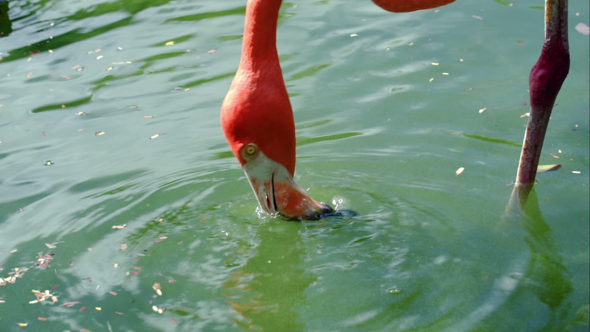 美洲火烈鸟站在水里吃饭视频的预览图