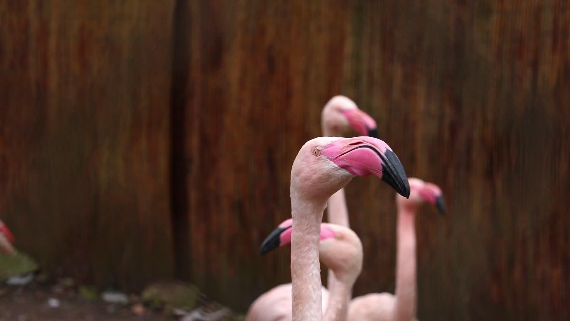 火烈鸟的粉红色特写迅速转过头来视频的预览图