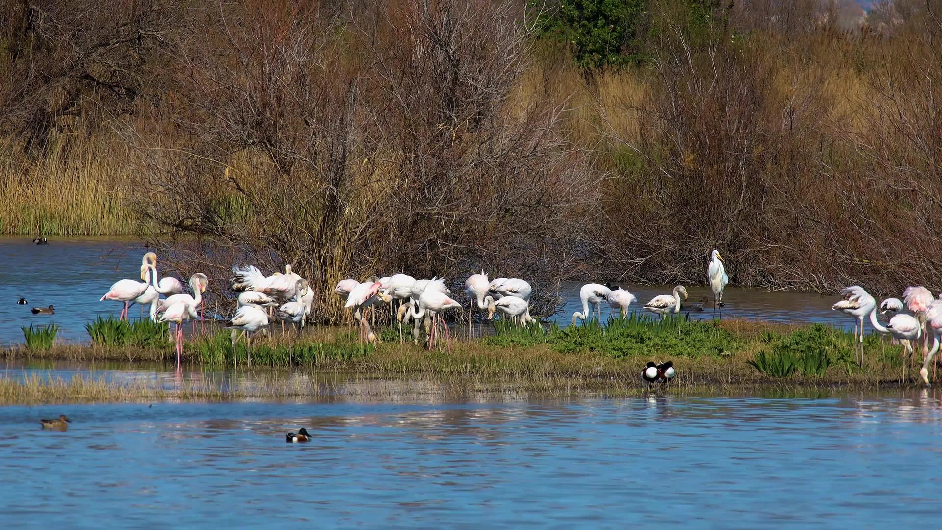 一群火烈鸟在西班牙浅湖岸边视频的预览图