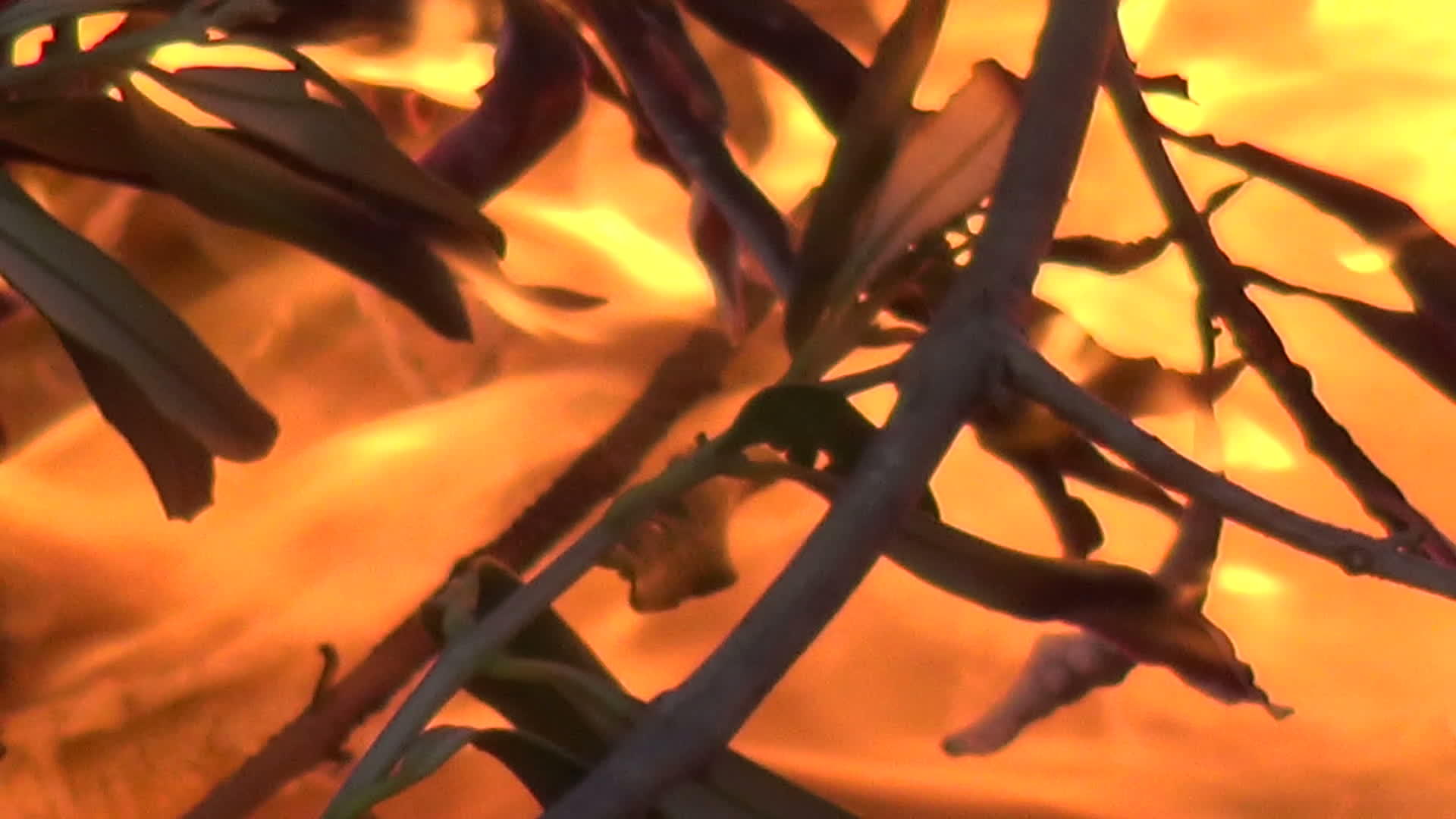 关于燃烧树枝的细节视频的预览图
