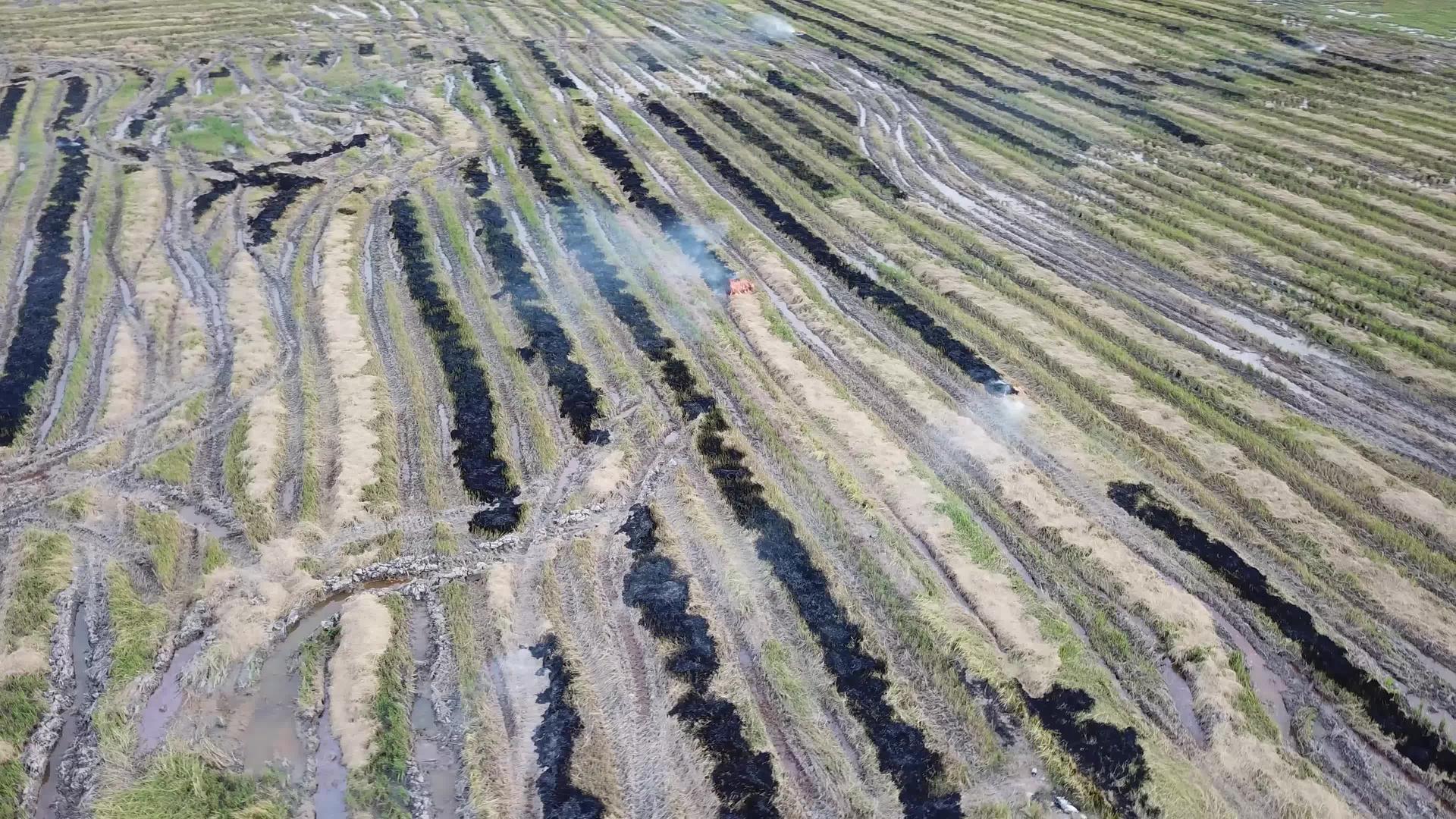 收获的稻田被农民烧毁视频的预览图