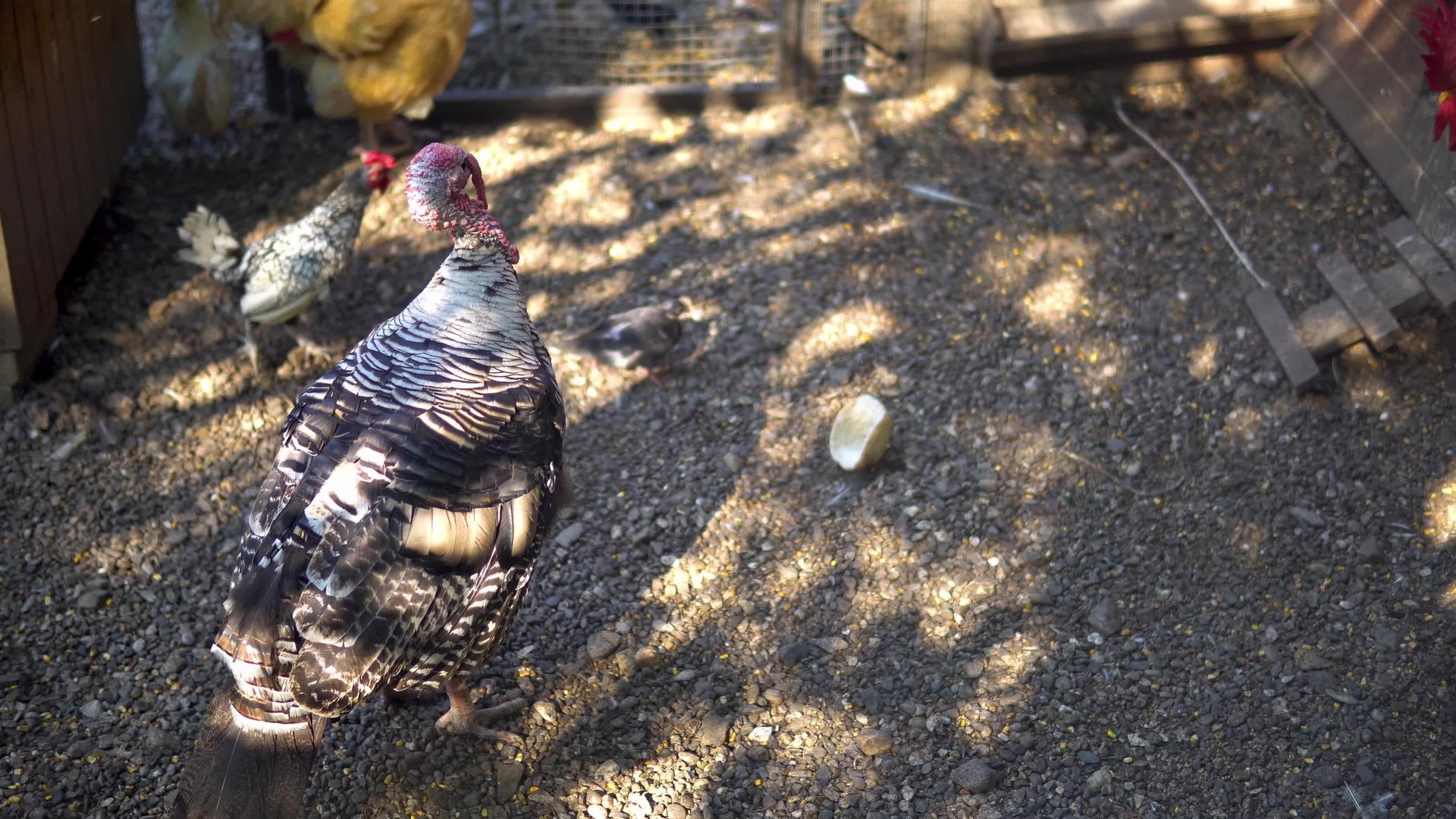 农场里的鸡肉和火鸡视频的预览图