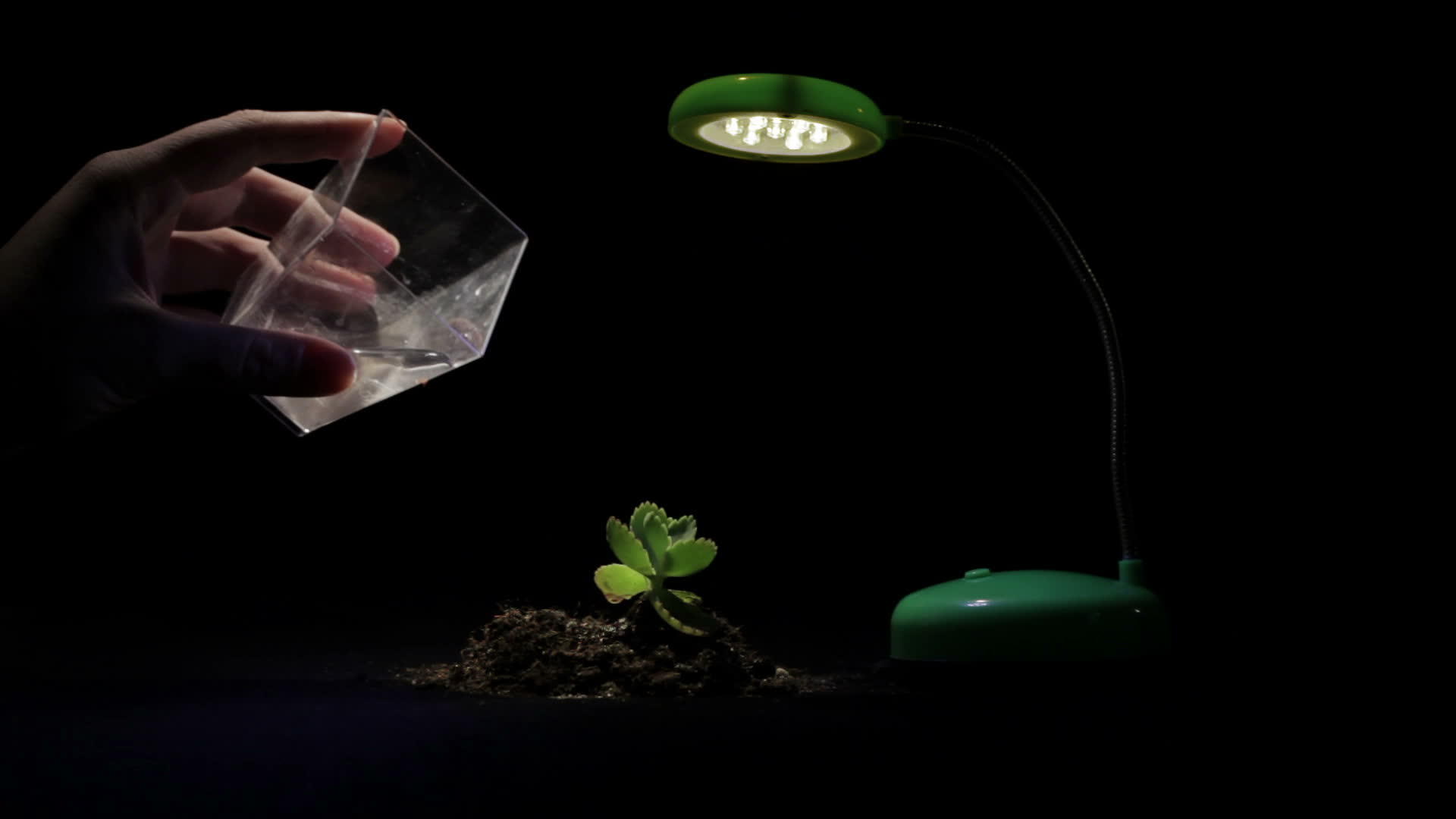 黑色背景的绿色芽和桌灯视频的预览图