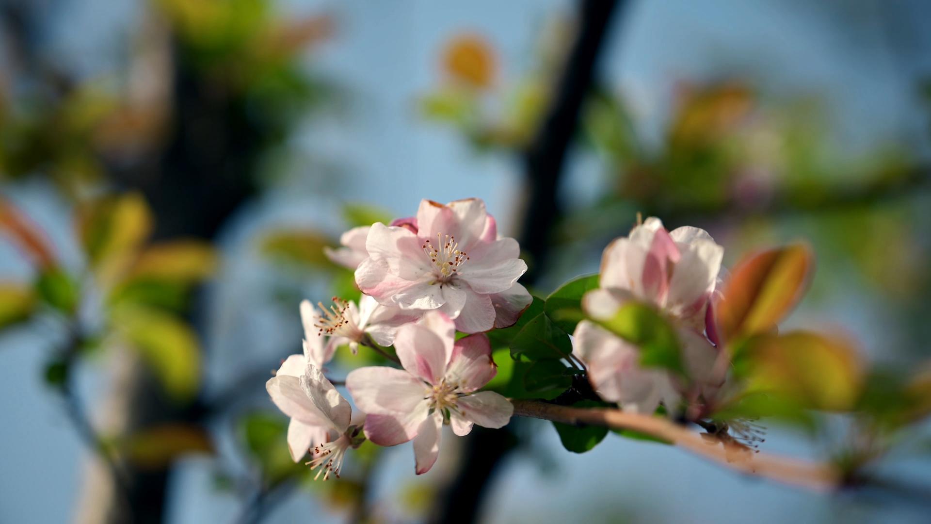 4K实拍春天海棠花素材视频的预览图