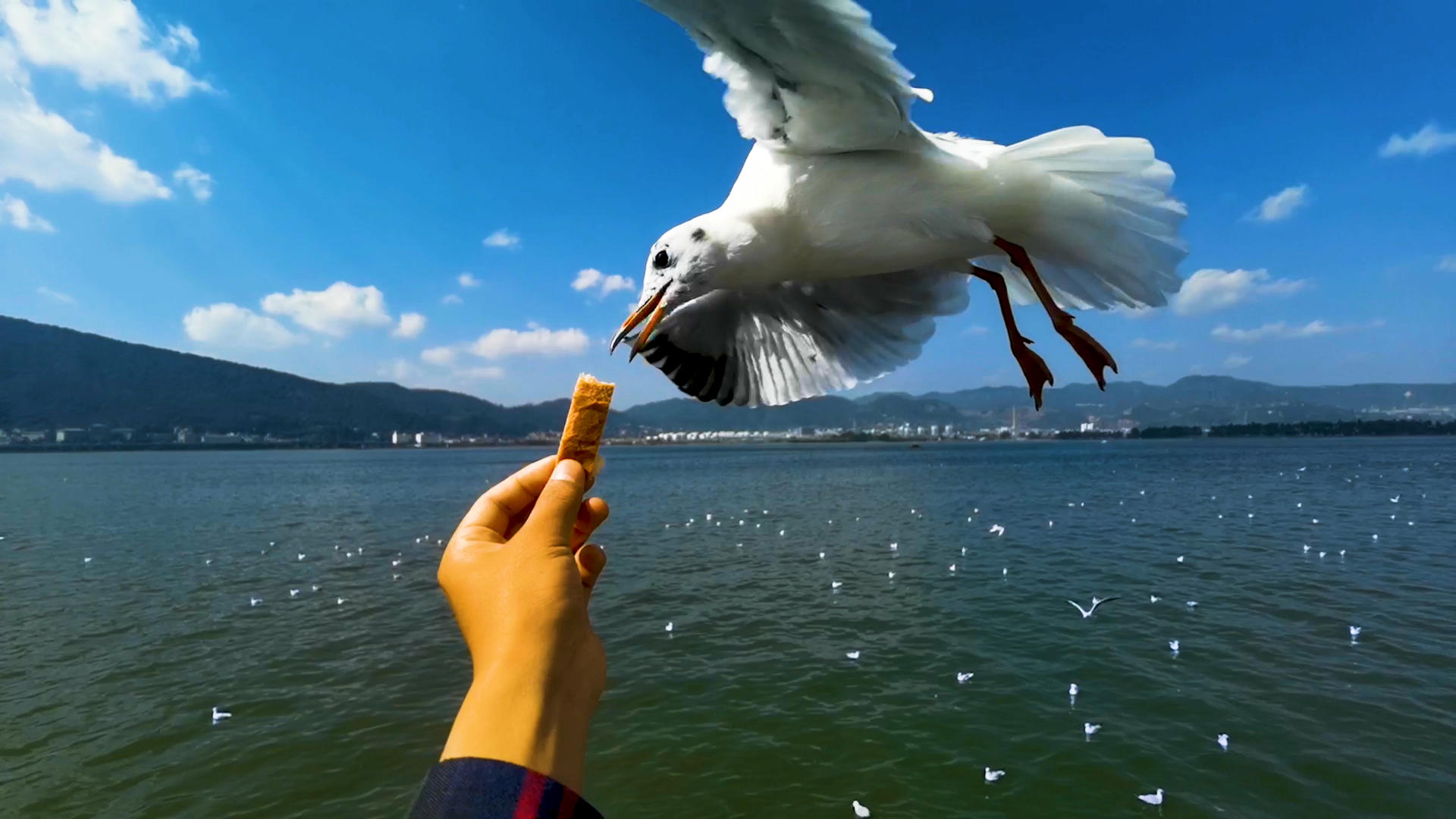 4K实拍慢动作滇池喂食海鸥视频的预览图