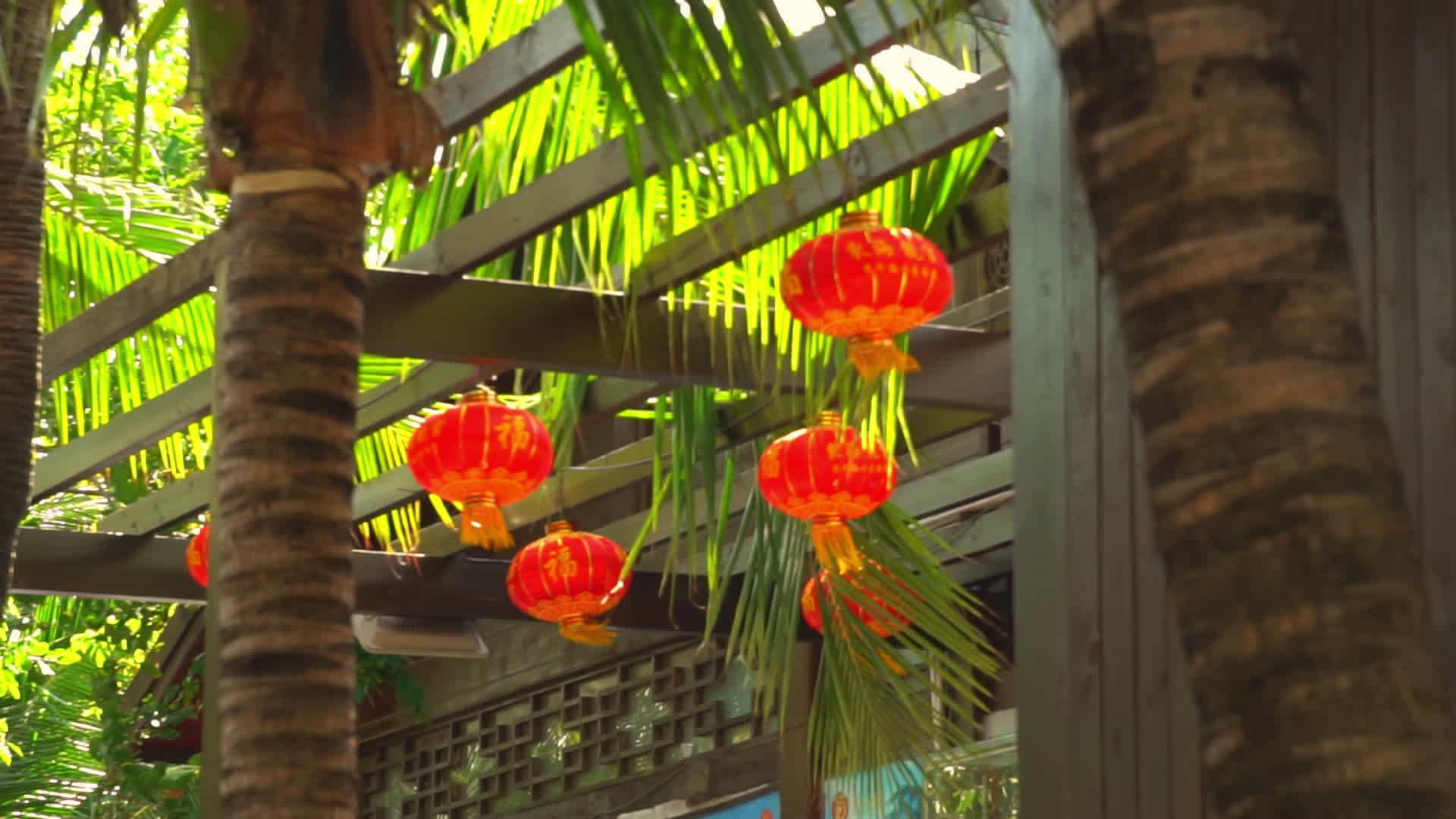 灯和棕榈树视频的预览图