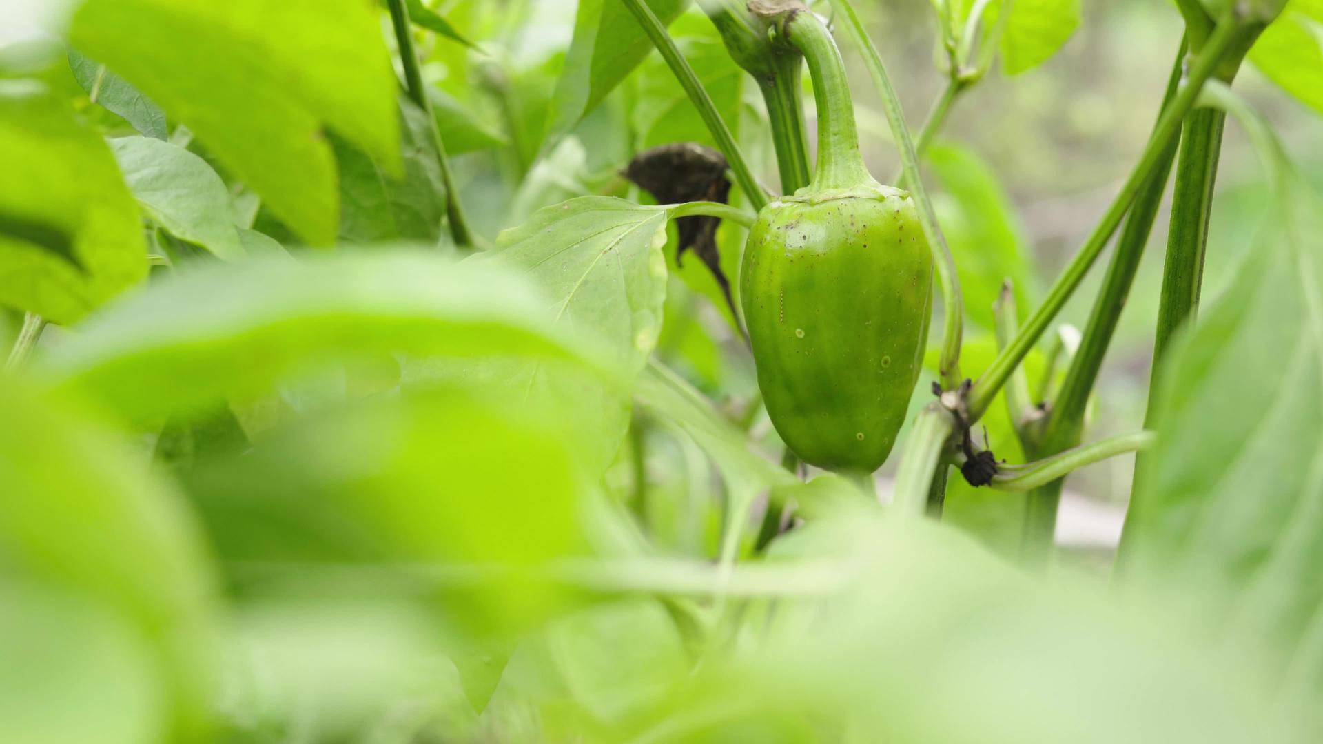 青椒生长在花园床上视频的预览图