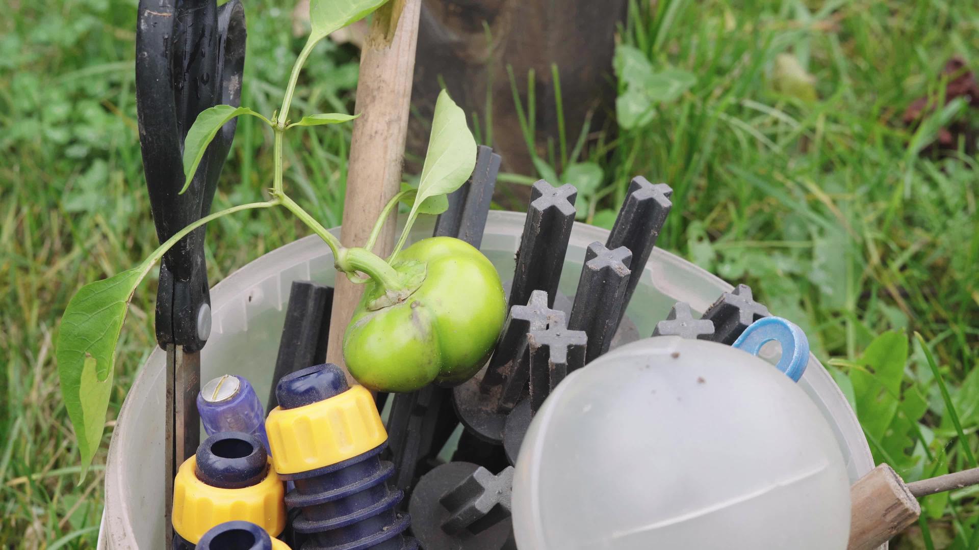 小自制的绿色铃铛和胡椒躺在装有花园工具的桶里视频的预览图