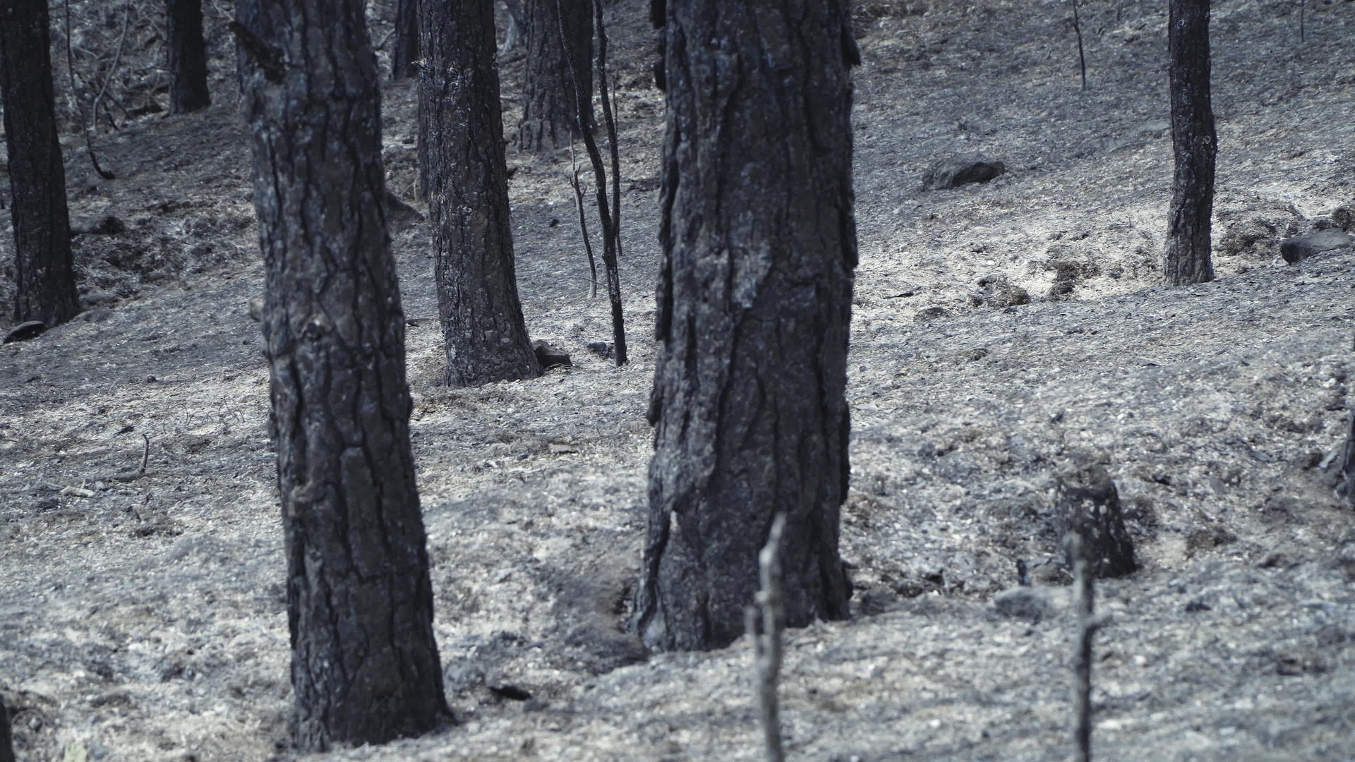 火灾后的灰灰灰和烧焦的树木视频的预览图