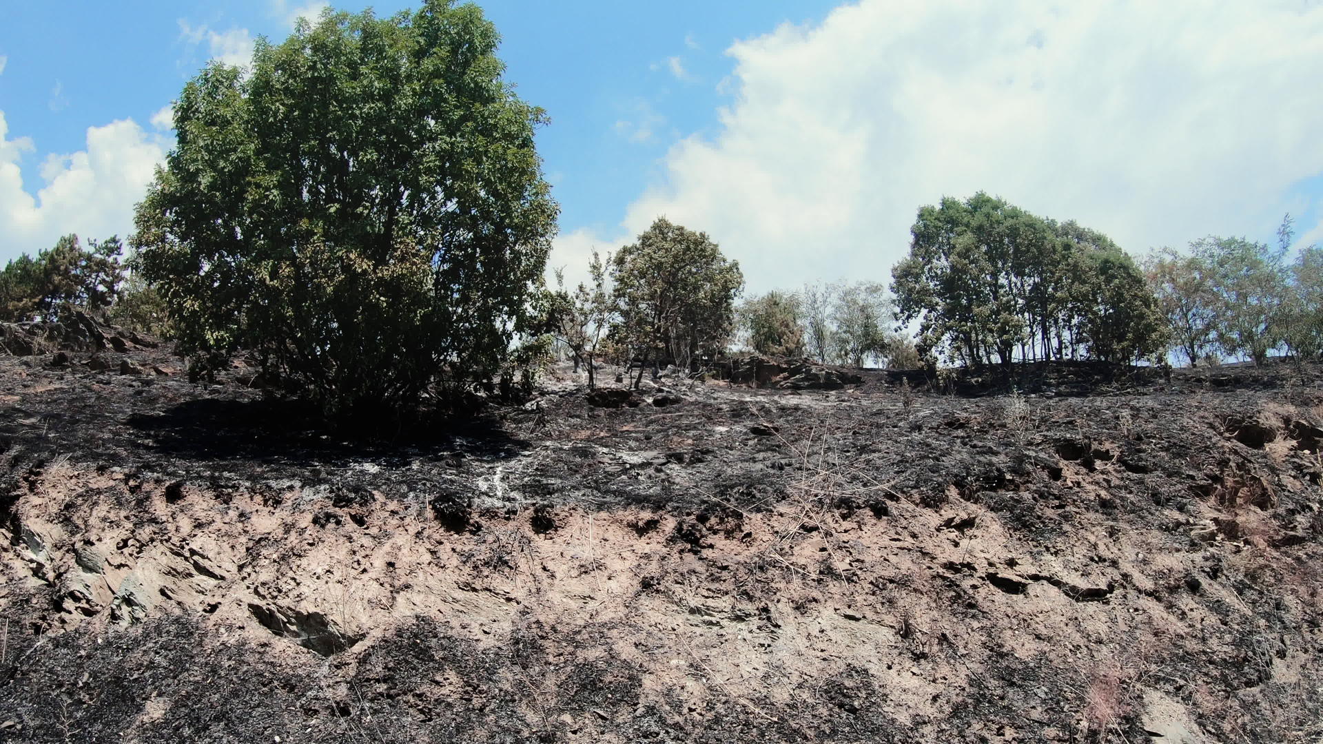 森林火灾后燃烧的树木和草视频的预览图