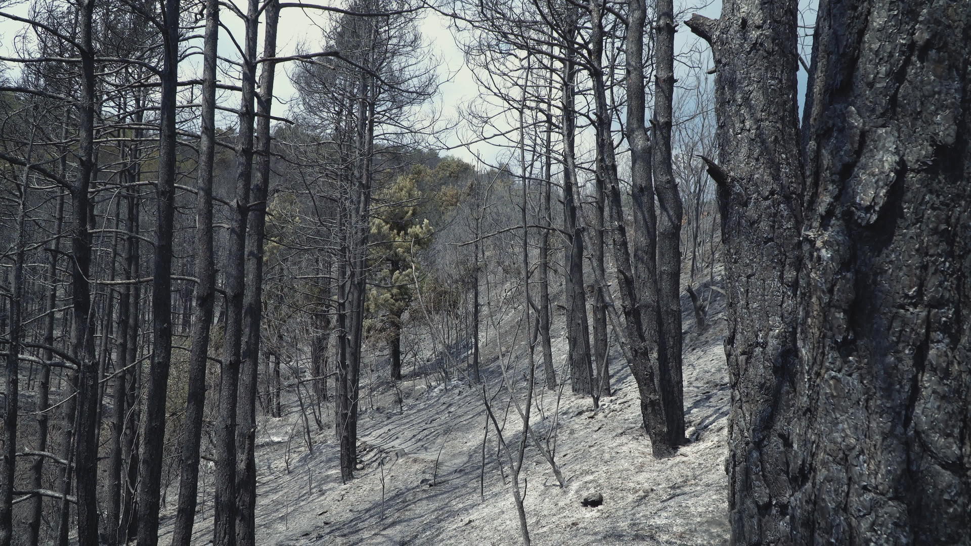 火灾后的森林视频的预览图