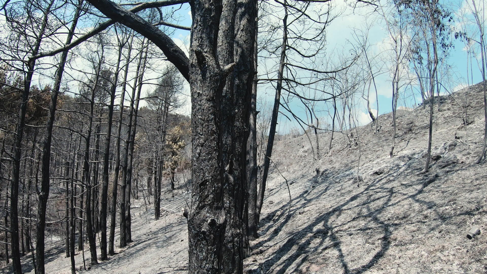 火灾后燃烧和绿化的树木视频的预览图