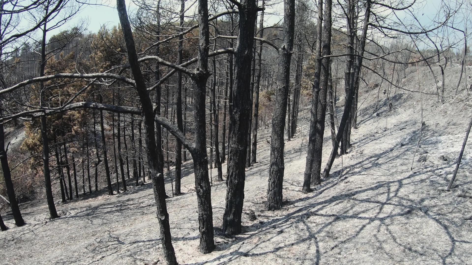 森林火灾残渣烧焦树木和灰土视频的预览图
