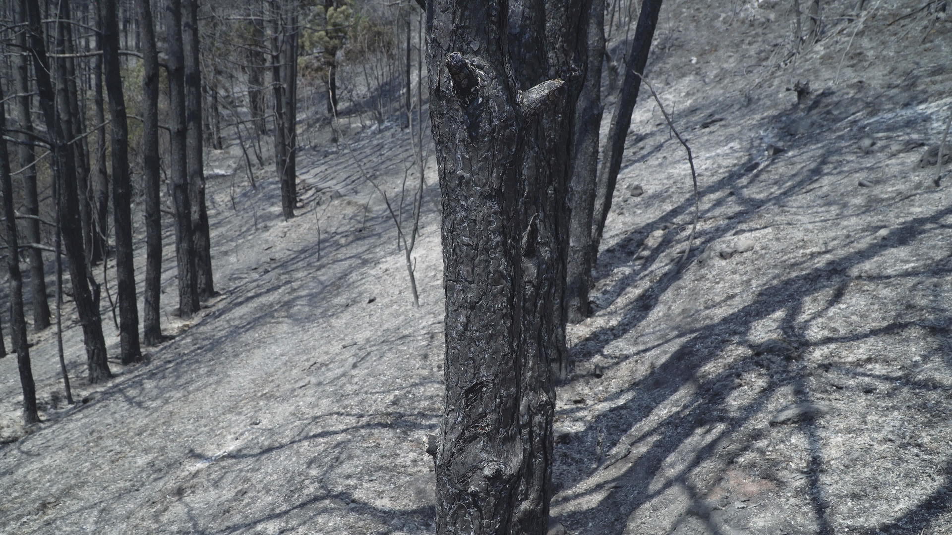 被火烧的树木和灰尘覆盖的地面被灰烟覆盖着视频的预览图