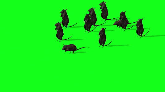 绿色屏幕上可爱的灰鼠动画视频的预览图