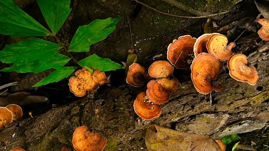在雨林的一棵树上种植橙色的柳树蘑菇视频的预览图
