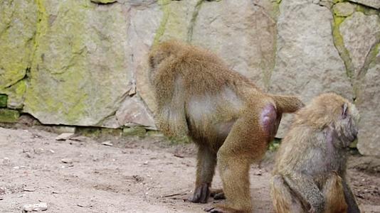 一只猴子正在寻找食物和食物视频的预览图