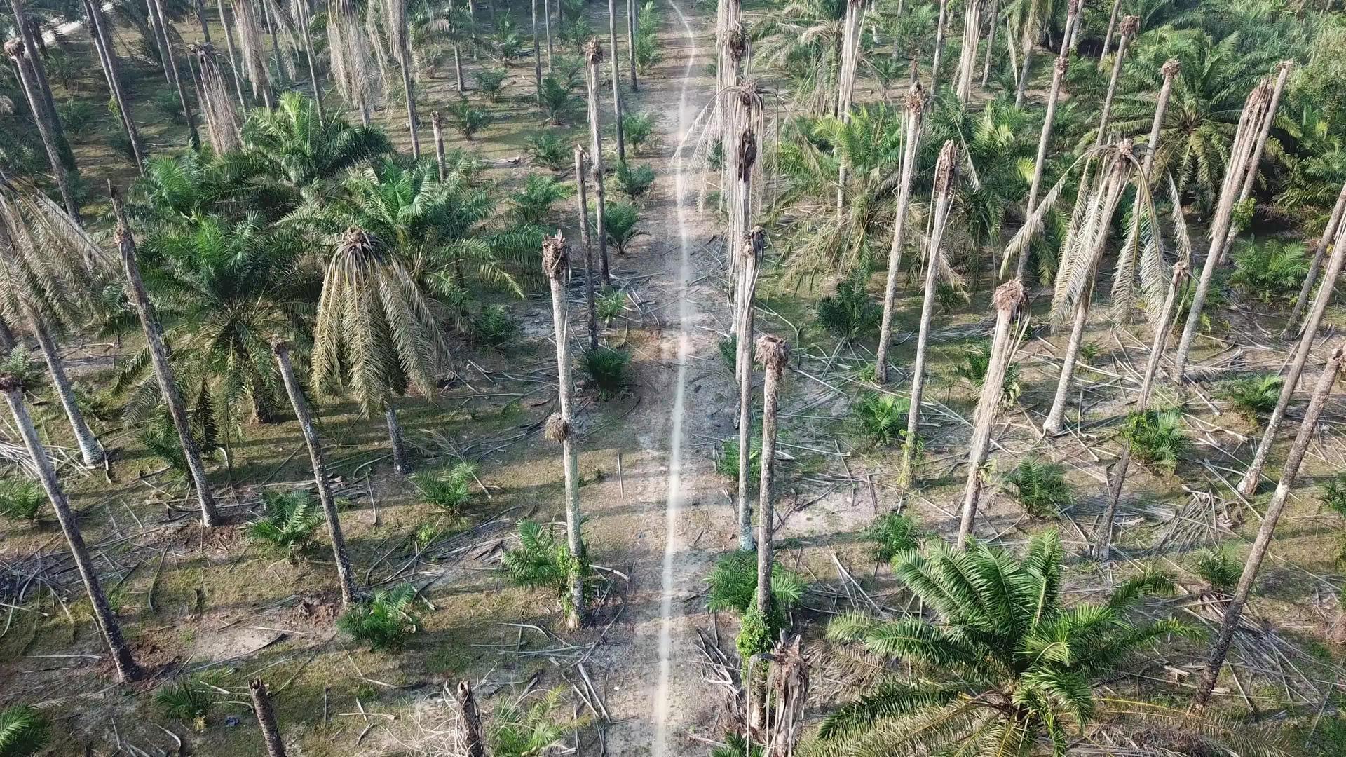 赤裸的油棕榈树视频的预览图