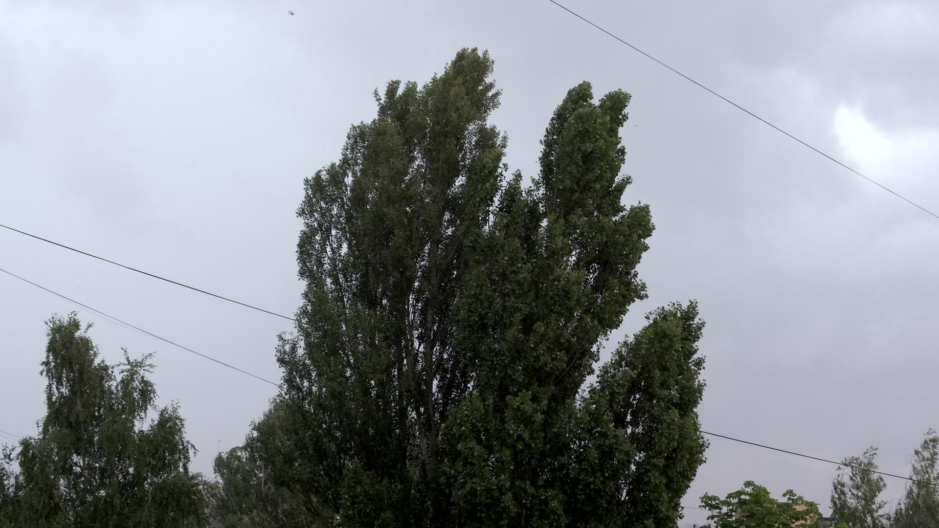 雷暴前强风震动树枝视频的预览图