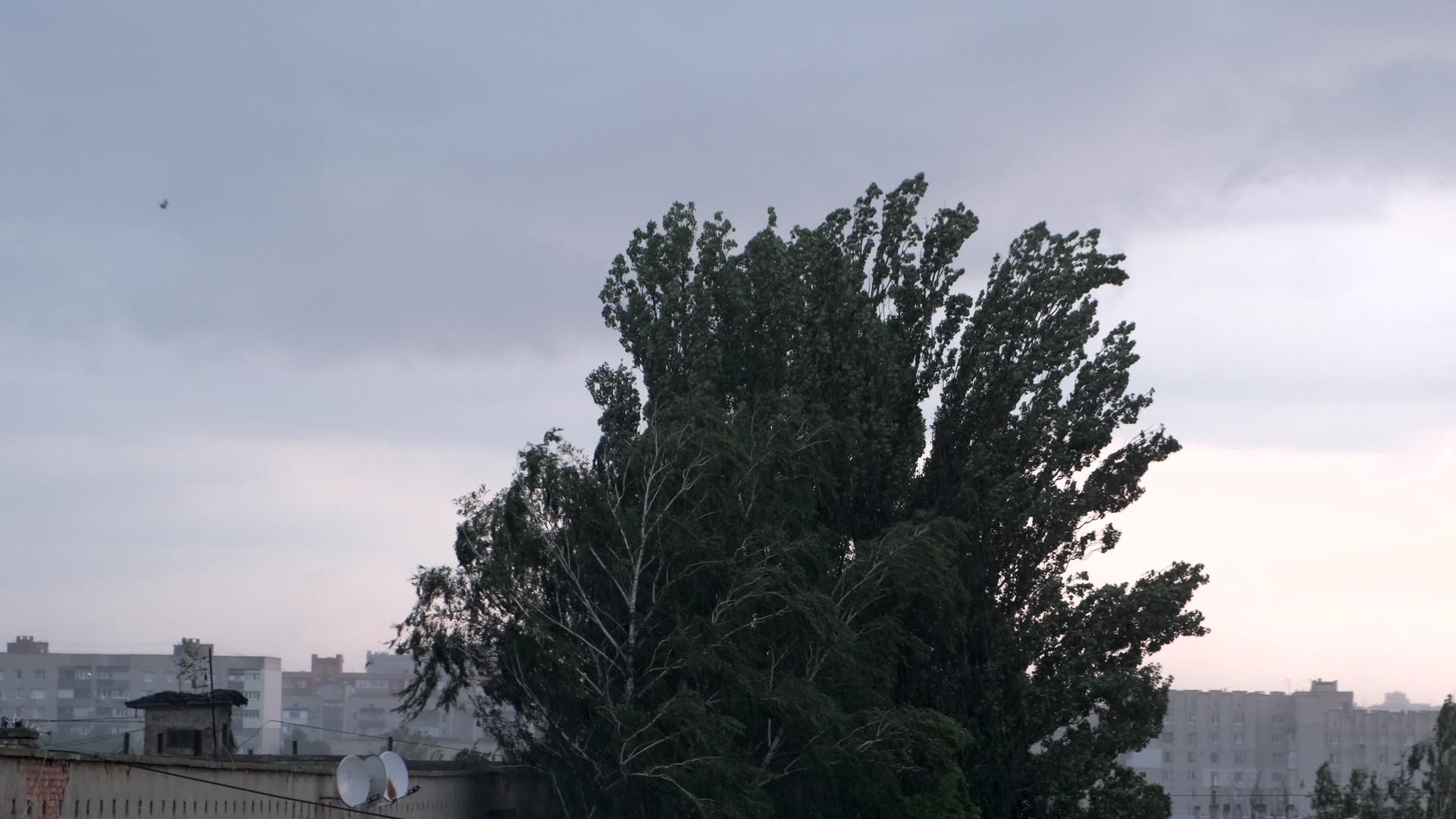 暴风暴使树木和树叶在城市风暴前摇晃视频的预览图