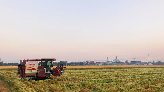 农村秋天水稻收割视频的预览图