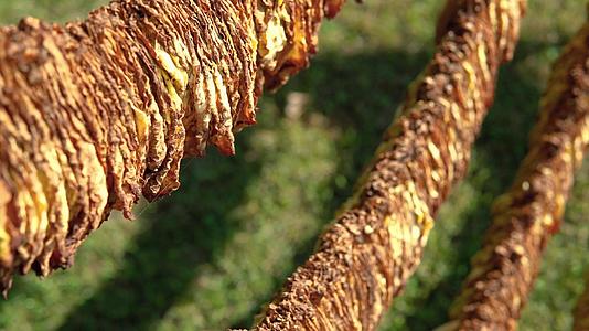 收获的烟草叶子挂在绳子上准备在阳光下干燥视频的预览图