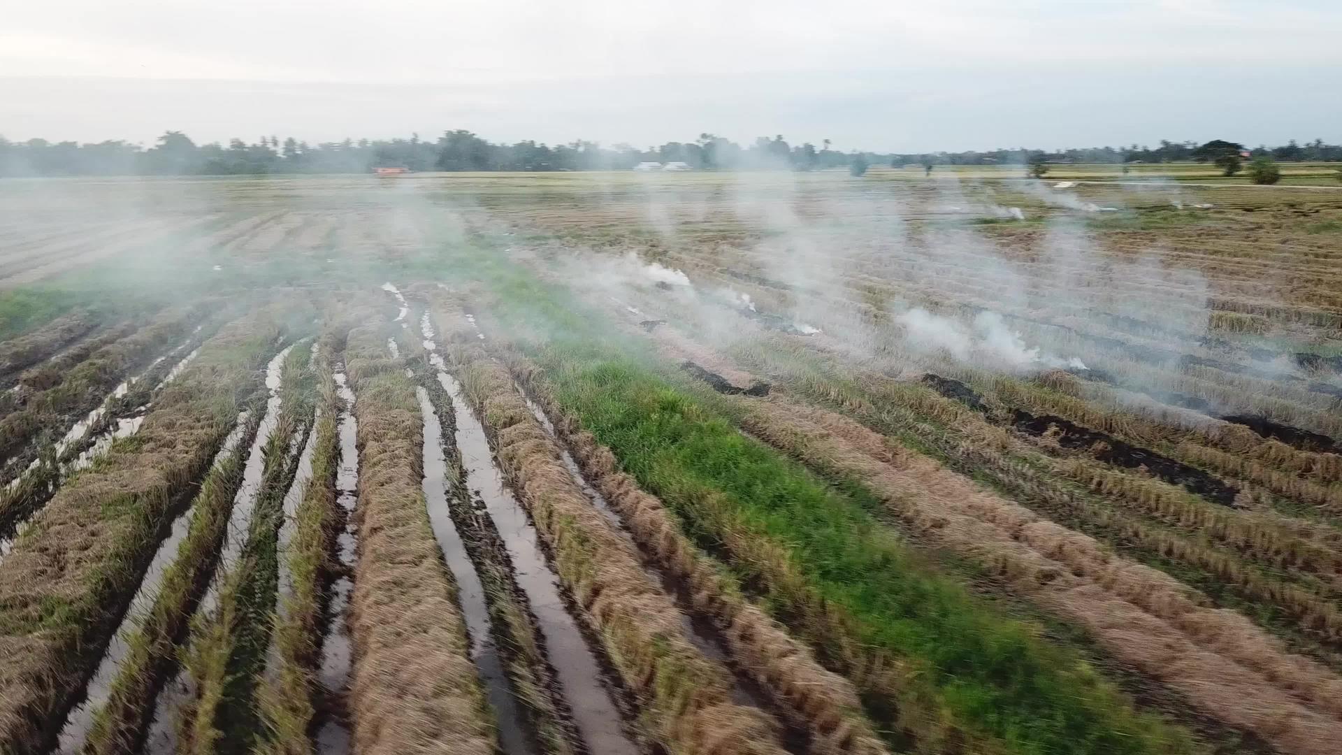 露天稻田在马勒西亚燃烧视频的预览图