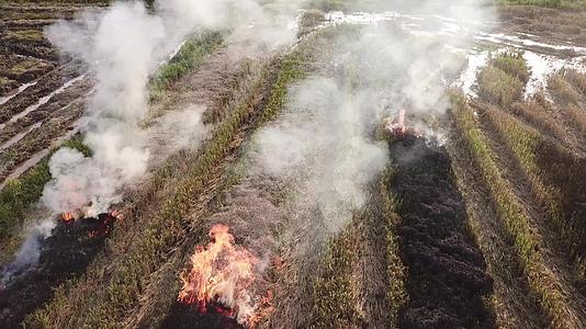 农民焚烧收获的田地视频的预览图