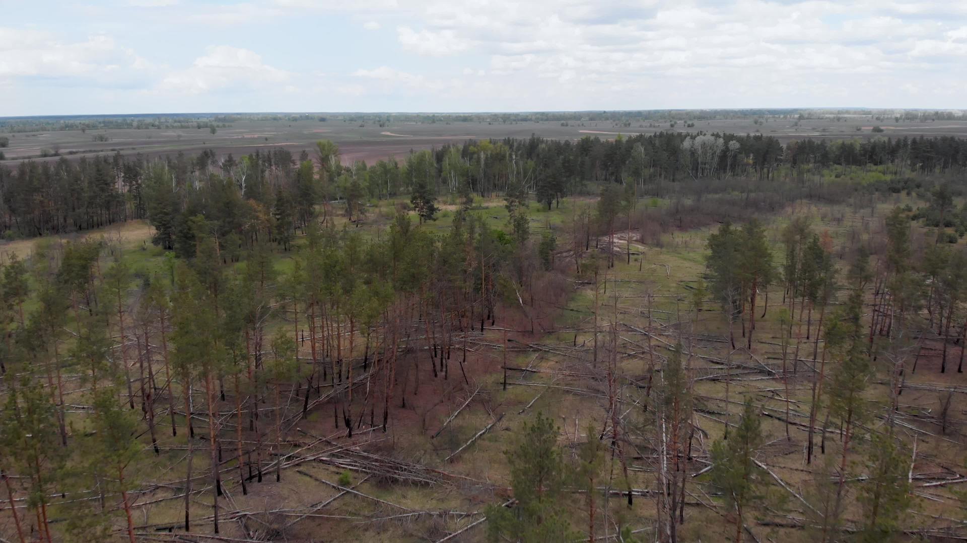 森林火灾或库伊夫Kukraine附近洪水发生后干枯视频的预览图