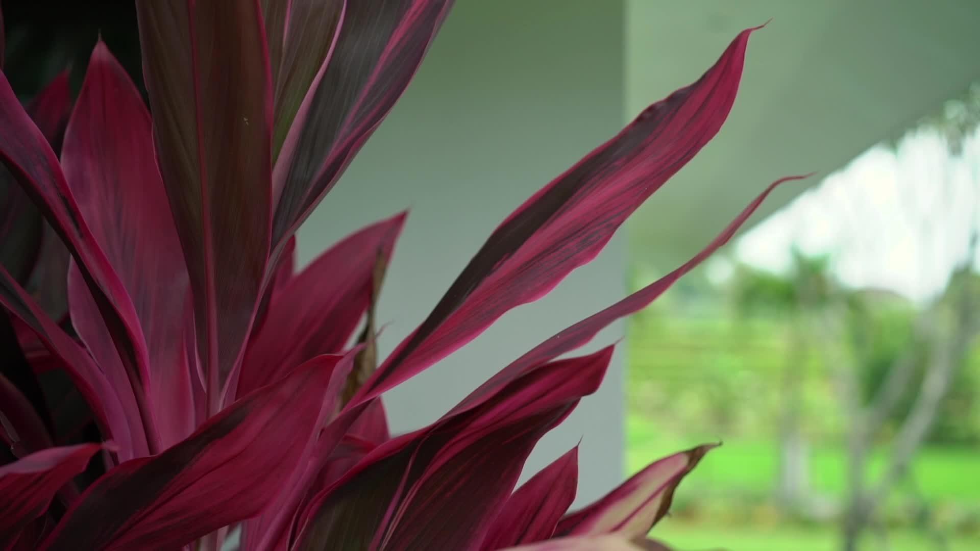 热带热带红植物叶叶视频的预览图