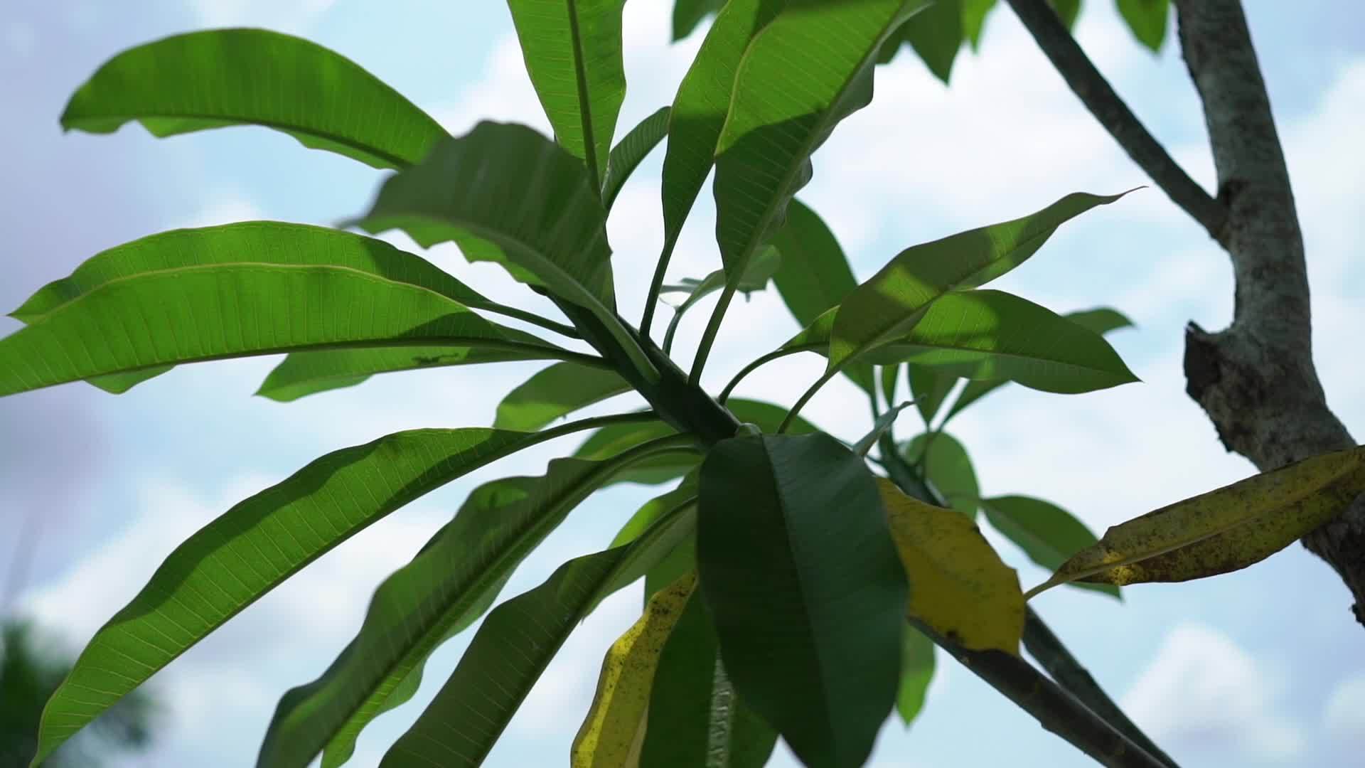 热带棕榈叶视频的预览图