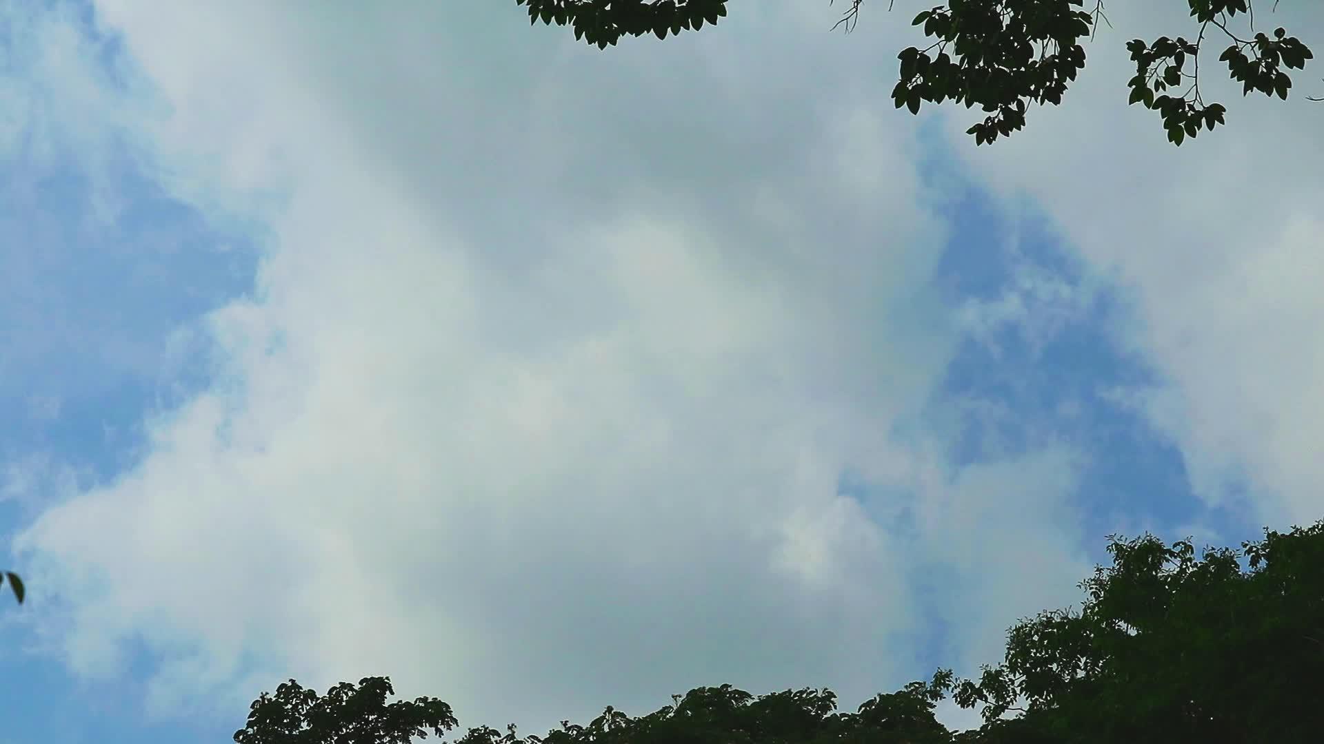 大风和灰色的雨云飘过树顶视频的预览图