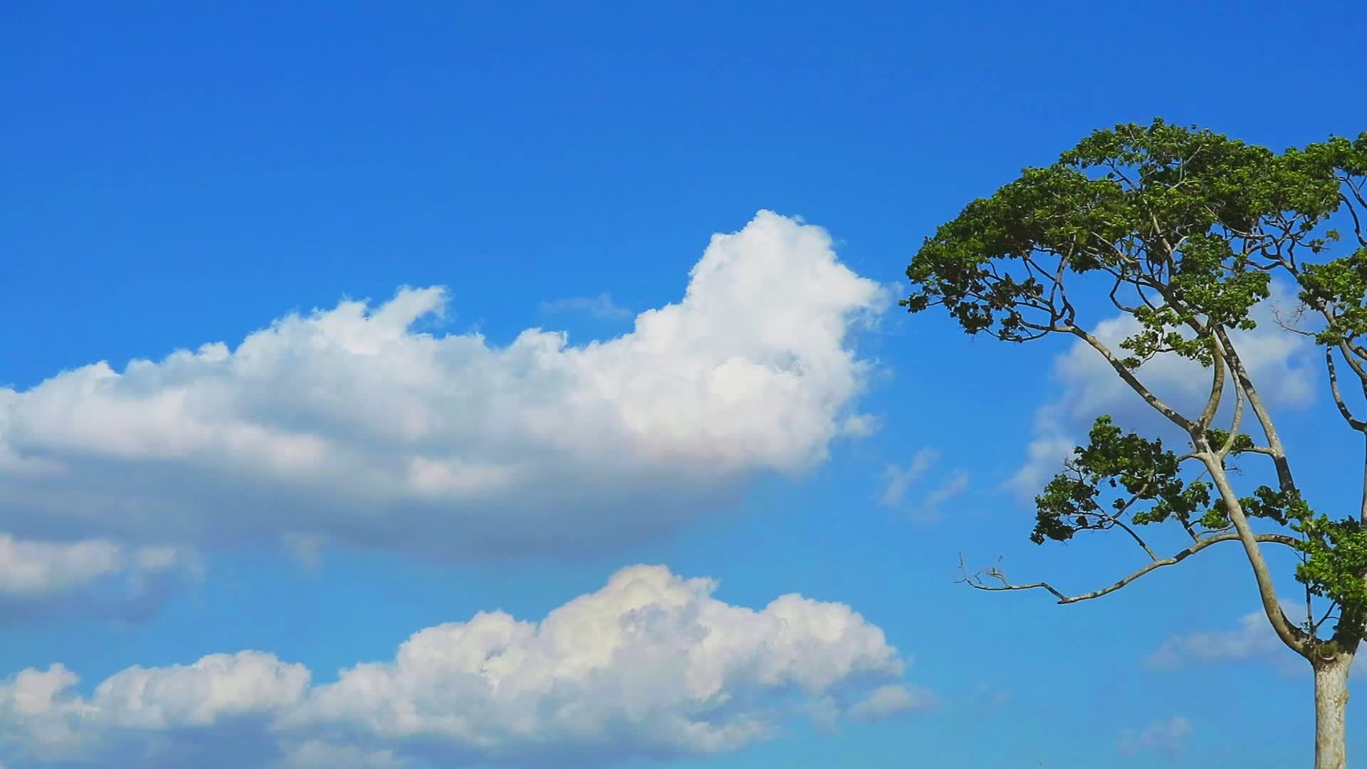 纯蓝天白云向后移动高大的树木长期失效视频的预览图