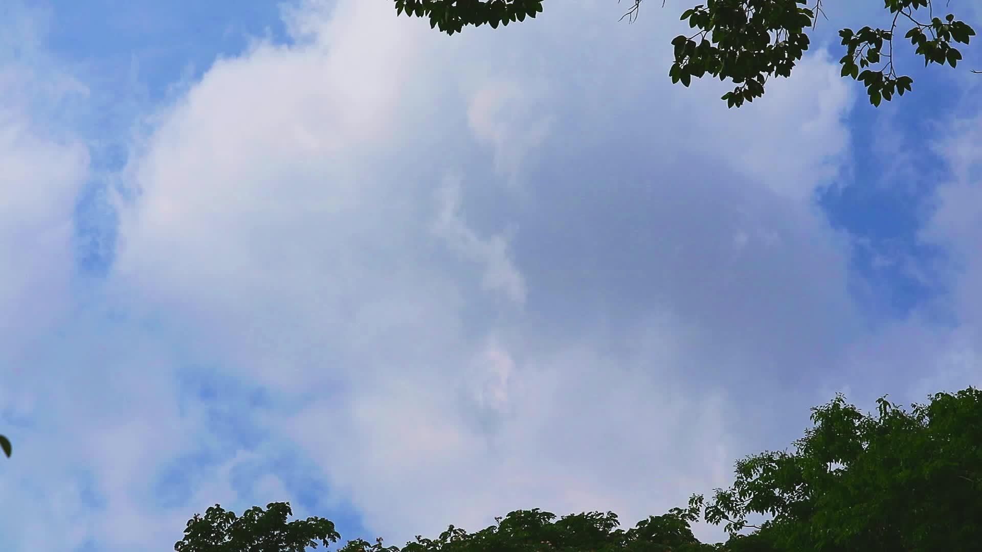 蓝天、白云和鸟类在夏天飞行的时间比鸟类短视频的预览图