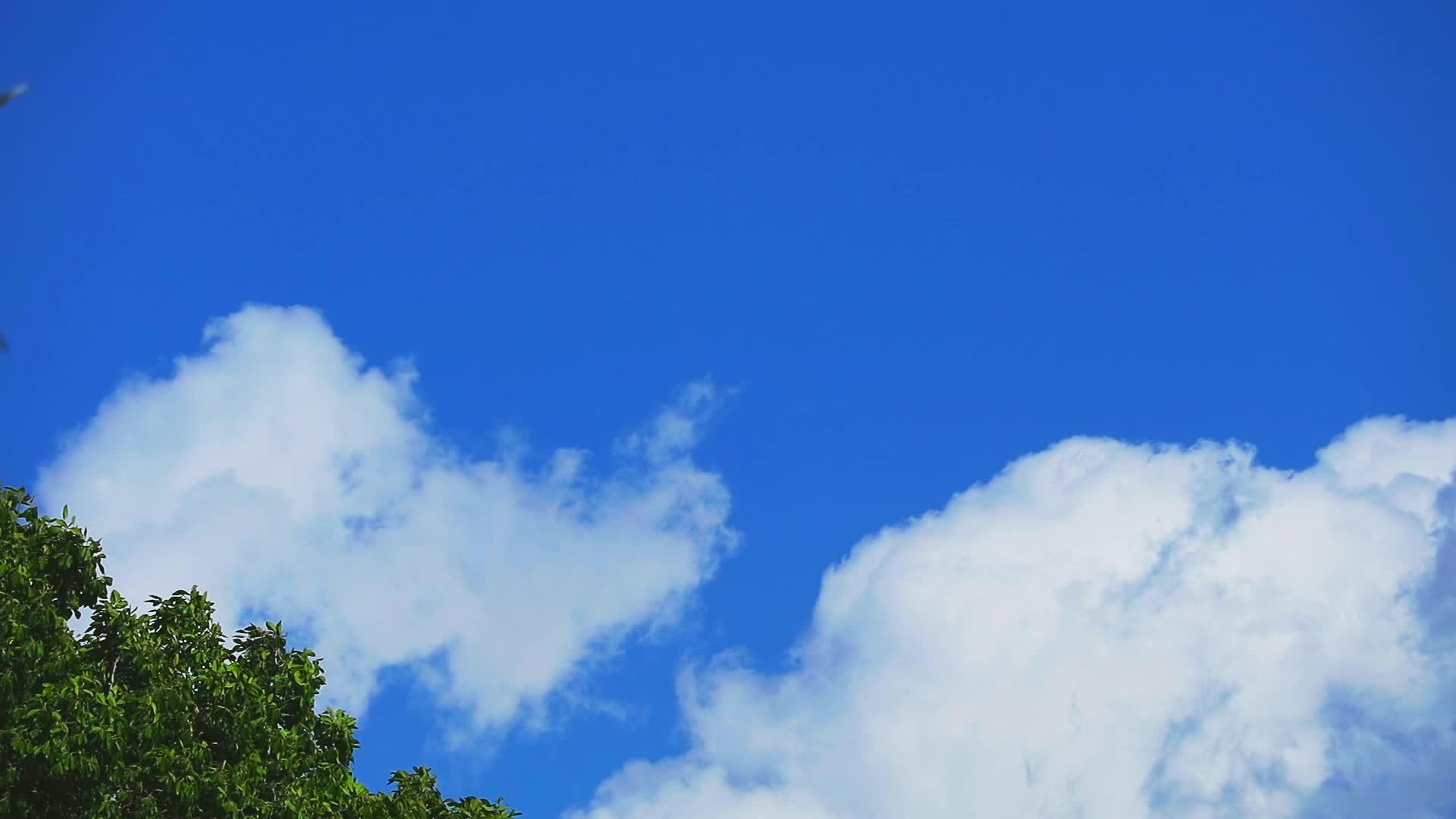 当冬天季节过期时纯蓝的天空和白云在树顶上移动视频的预览图