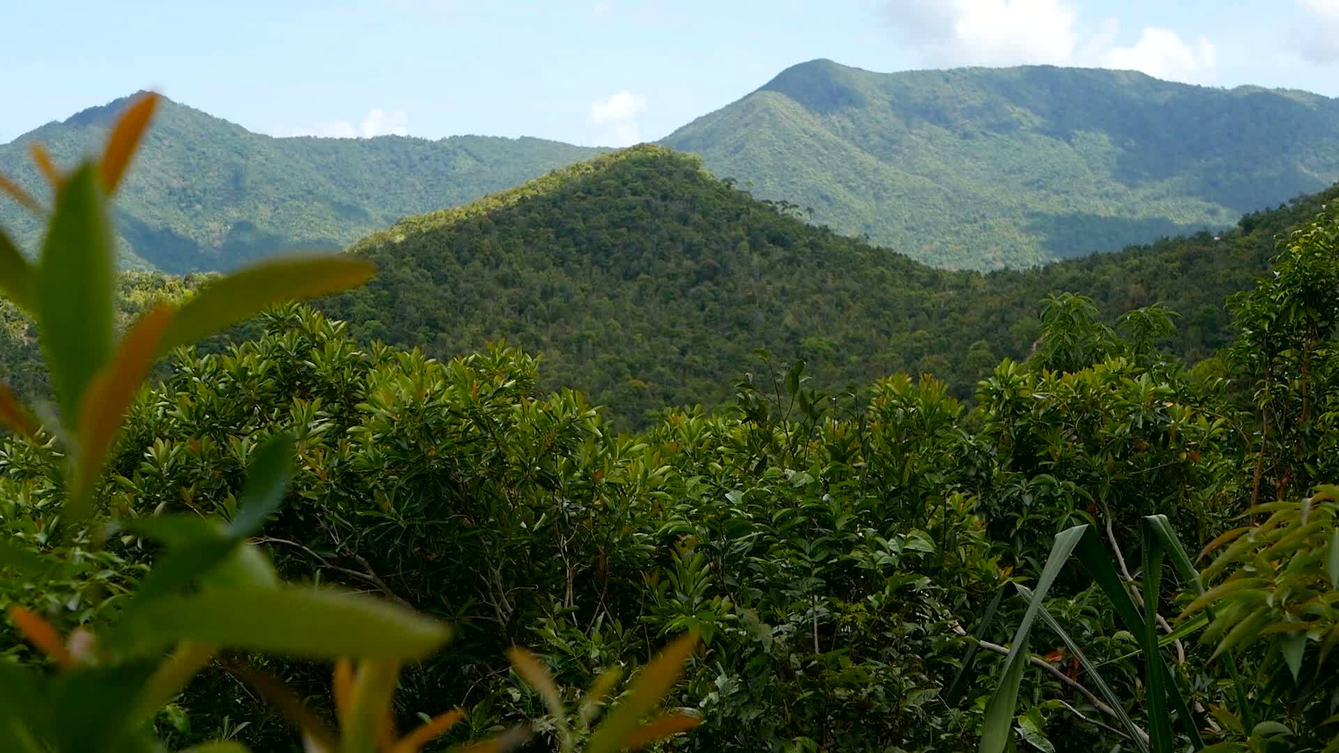 在奇异岛屿平原的绿色丛林上方有火山山脉视频的预览图