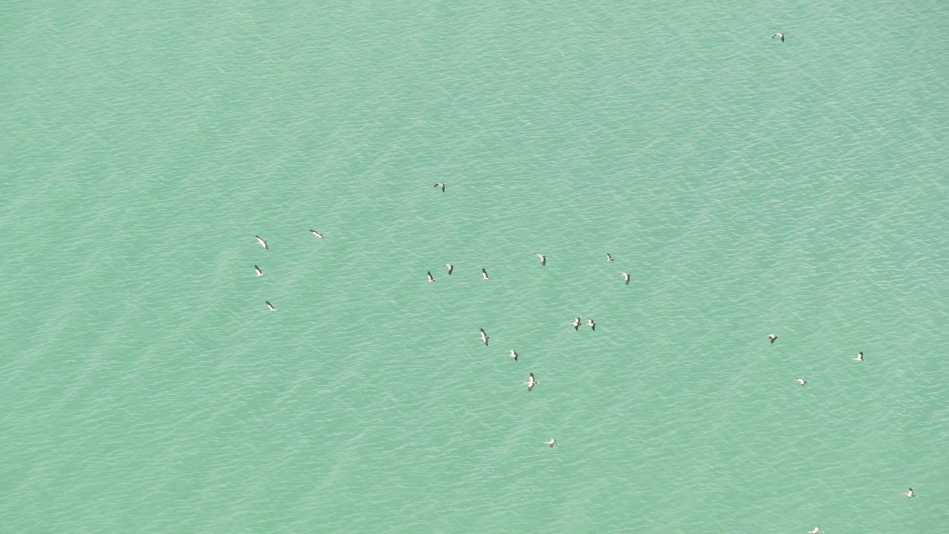 鸟类的自由和自然象征从上面飞向热带岛屿视频的预览图