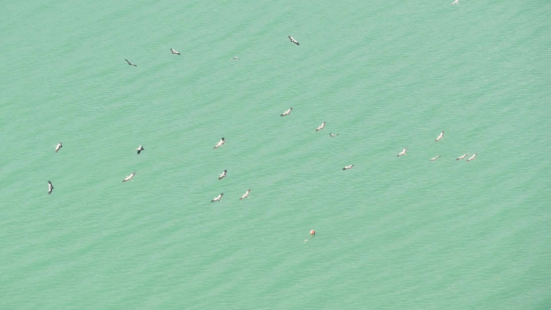 鸟类的自由和自然象征从上面飞向热带岛屿视频的预览图