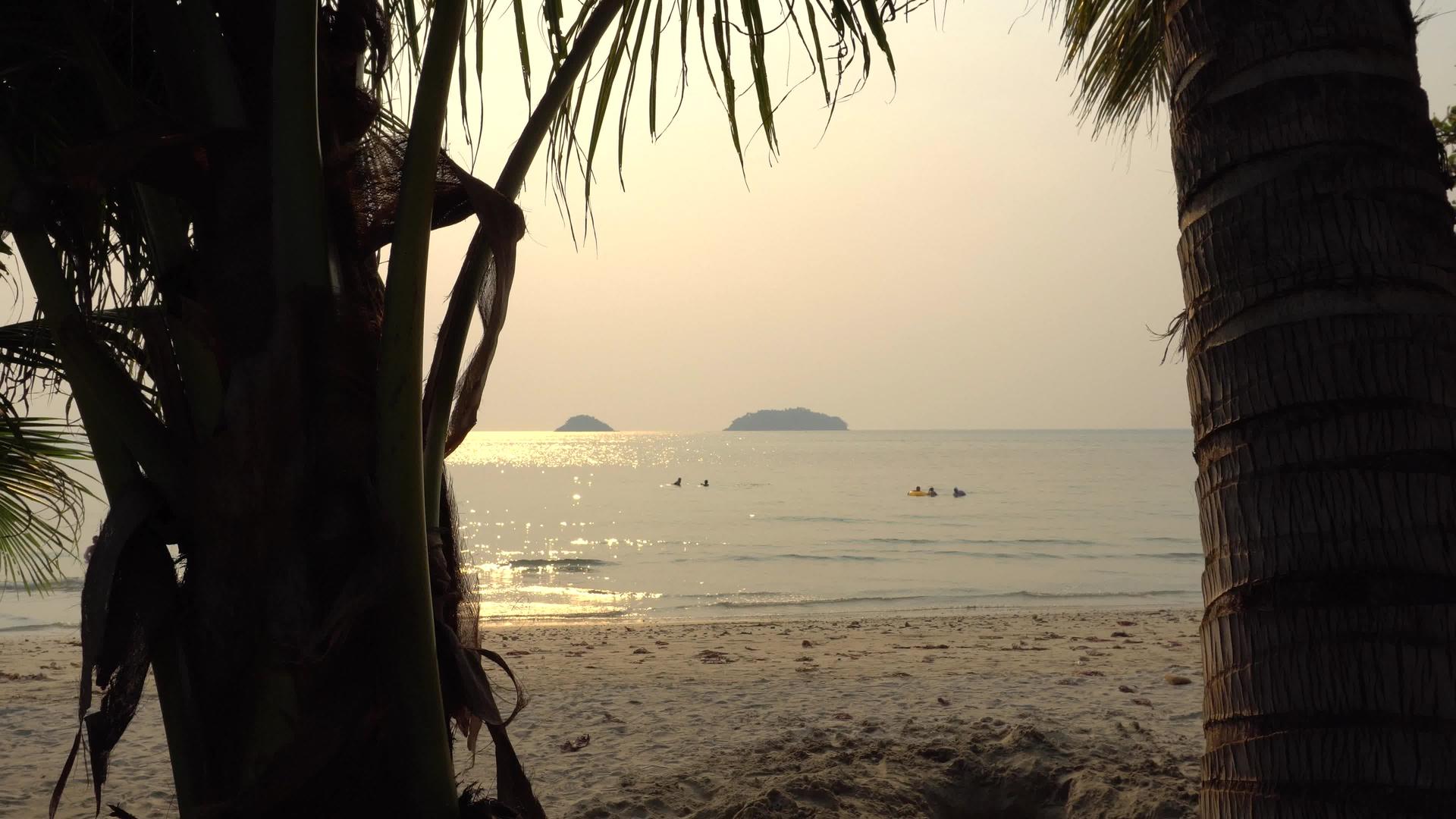 海滩上有椰子绿棕榈树视频的预览图