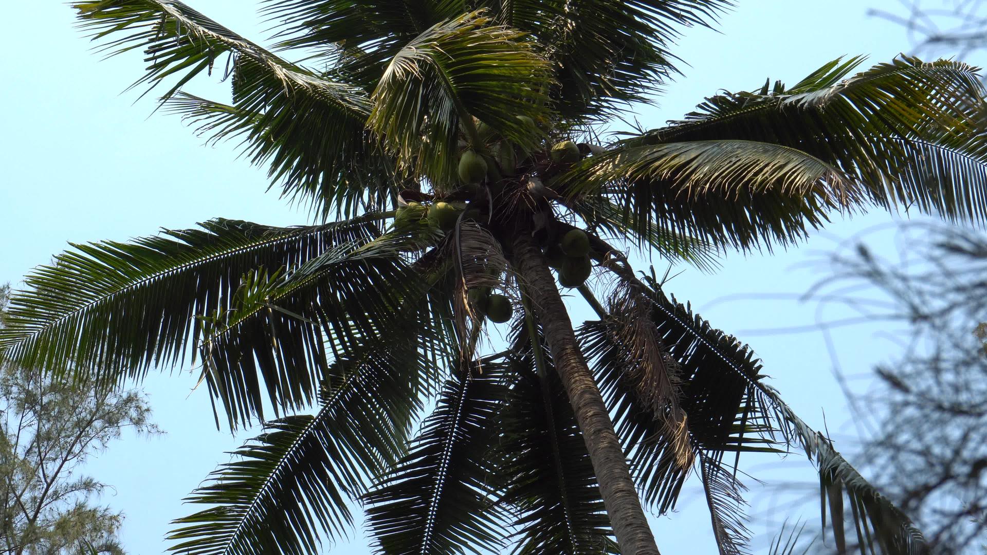 海滩上有椰子绿棕榈树视频的预览图