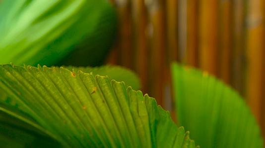 绿色多汁的热带叶花在春天或夏天有背景视频的预览图