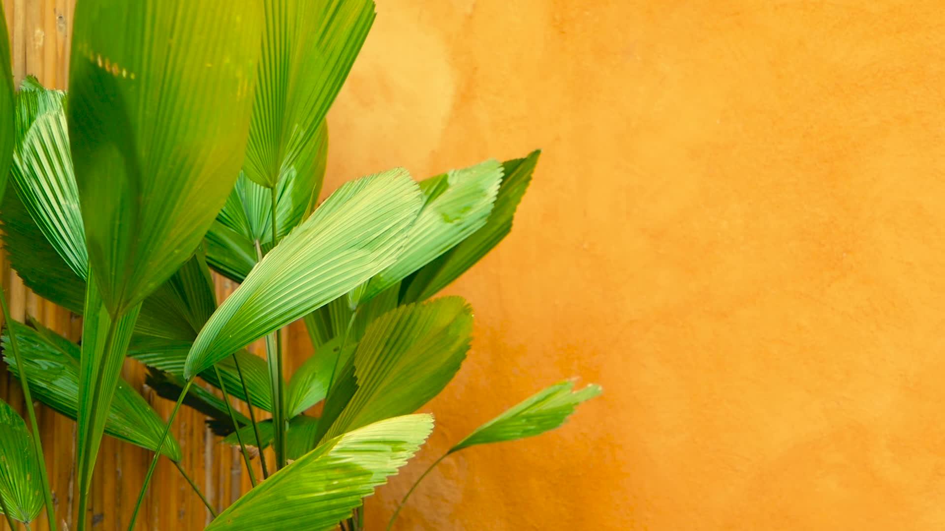绿色多汁的热带叶花在春天或夏天有背景视频的预览图