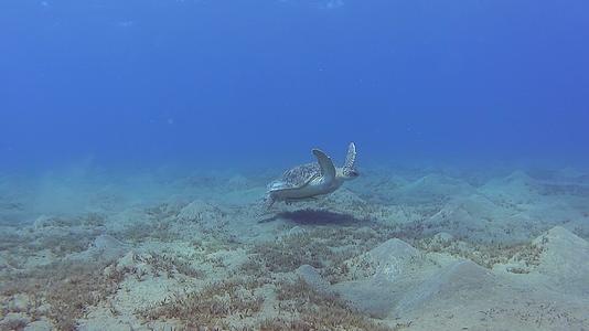 大型绿海龟在热带海浅礁湖游泳视频的预览图
